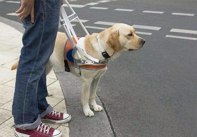 导盲犬是什么狗图片多少钱:导盲犬一般是什么狗 训练一条合格导盲犬需要多少钱？一般盲人能承受价格吗？