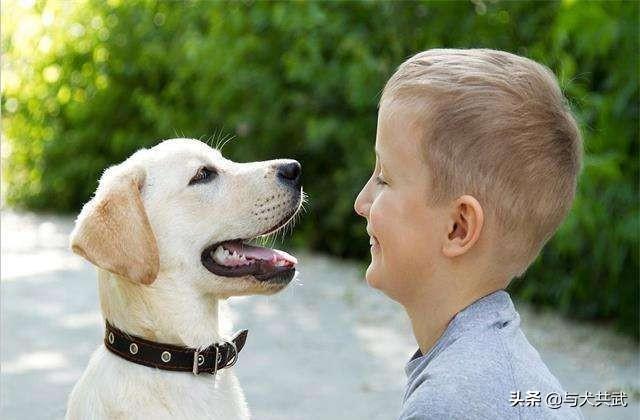 缉毒犬拉布拉多图片:金毛，拉布拉多和哈士奇这三大无攻击性犬，你会选择哪个呢？