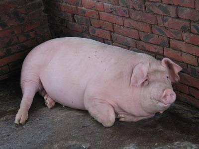 大肚猪:长期吃饲料喂养出来的猪肉，会对身体有什么影响