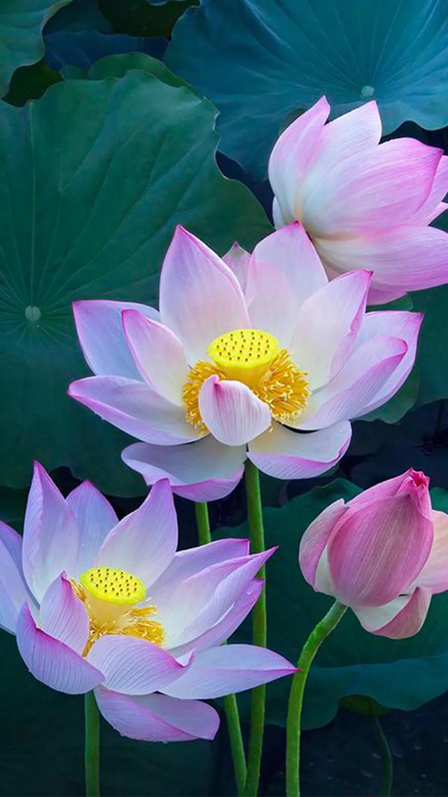 你认为什么品种的花最好看？