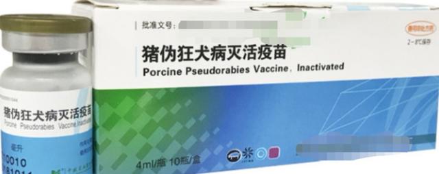 猪的伪狂犬病的症状:打伪狂犬疫苗的猪与不打伪狂苗的猪在同一圈里会有什么反应？