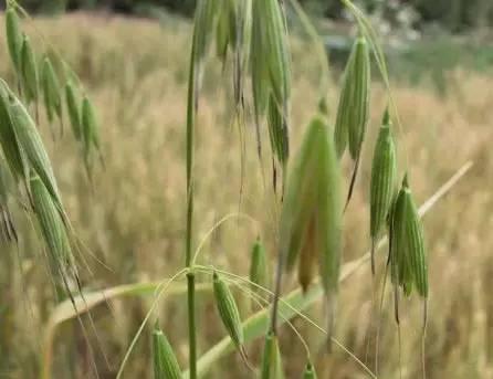 氟唑磺隆治多花黑麦草吗:小麦除草剂年后什么时候打好？什么药比较安全效果好？