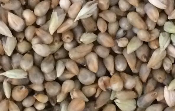 豆科牧草:豆科牧草有哪几种 什么牧草种一次能一年四季收割？