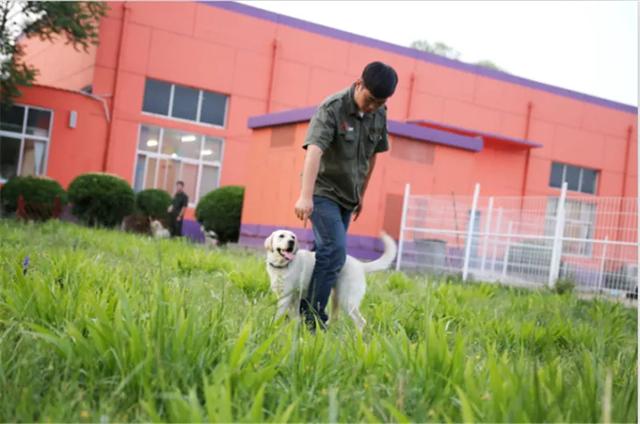 湖南翔鹏训犬学校:学习训犬很难吗？训犬师考证难吗？