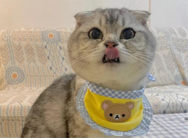 折耳虎斑猫的特点:猫猫耳朵很小，是折耳猫吗？如何辨别呢？
