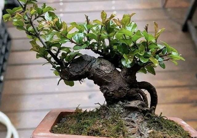 雀梅藤耐寒吗:我国的南北方都产雀梅吗？有什么不同？都适合做盆景吗？