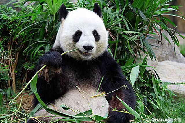 为什么有些保护动物依然在灭绝,而苍蝇蚊子老鼠人人喊打却活得好好的？