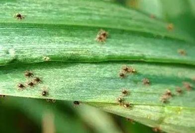 罗汉树蚜虫怎么防治:如何轻松杀灭蚜虫、红蜘蛛、飞虱等害虫？