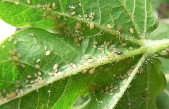 蚜虫怎么防治:蚜虫、蓟马和盲蝽蟓该如何进行防治？