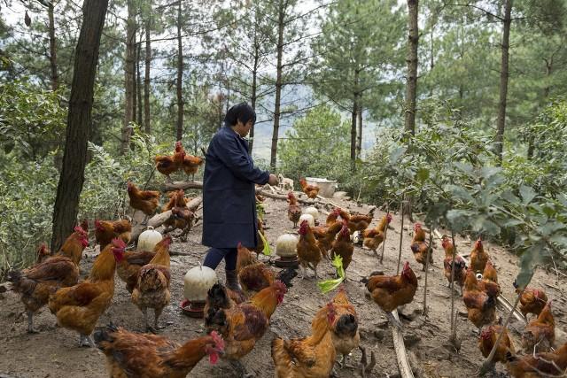 抓住救命稻草的野兽们:抓住救命稻草的野兽们百度云 在农村曾经风靡一时的“林下养鸡”，如今却人去林空，为什么？