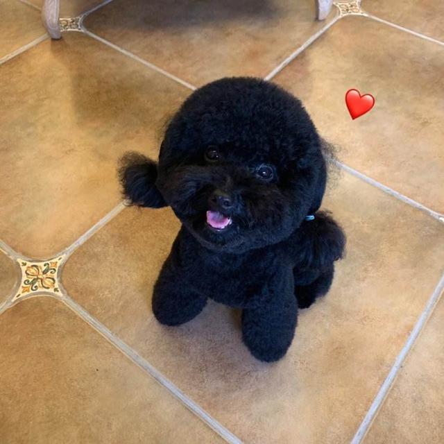 有哪些小型犬是长得可爱又温顺的？