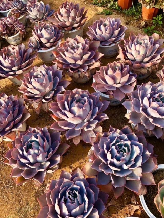 (沉石的多肉时光的回答,0赞)