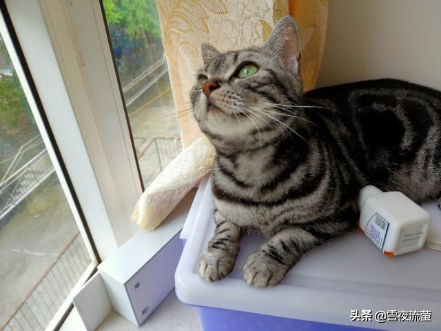 大家看看我家的这是什么品种的猫,是蓝短吗？