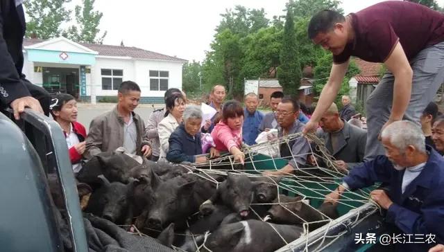 黑猪品种哪个最好，有人说，农村人养殖的黑猪肉价比白猪肉贵一倍，这是为什么？