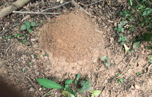 红火蚁有多厉害，火蚁和行军蚁哪个更厉害？