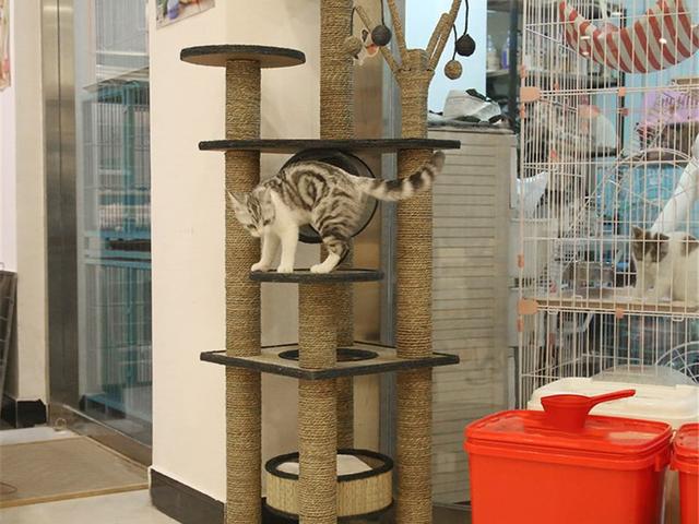 猫救小主人:猫咪新到家如何避免应激反应？ 猫救小主人电影