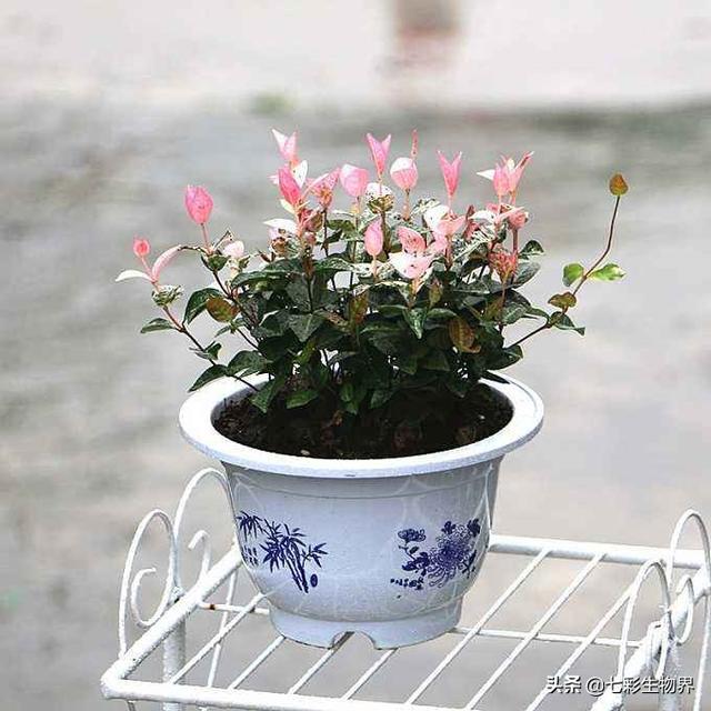 花叶芋根结线虫病:柑橘根结线虫有哪些危害？我们该如何有效防治？