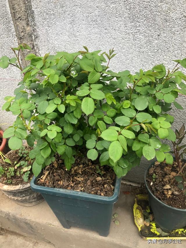 头条问答 从花卉市场买回来的花盆的土为啥硬的很 怎么办呢 园艺印象的回答 0赞