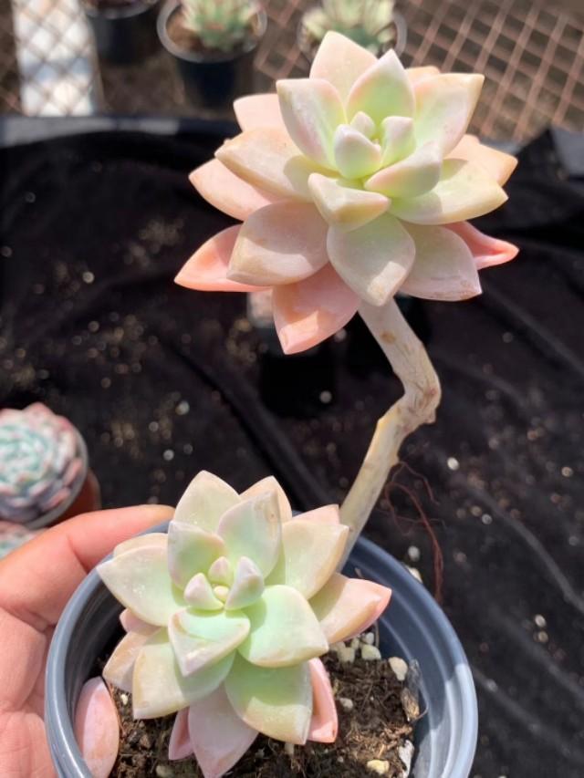 姬玉露徒长后怎么处理:石竹花一直是全日照，还是徒长，应该怎么处理？