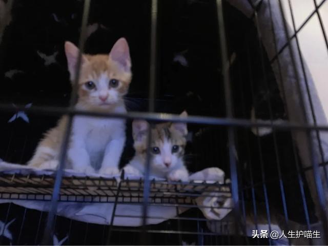 猫救小主人:猫会把经常喂它的人当成主人吗？ 猫救小主人的视频