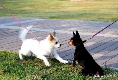 狗狗向前冲陕西卫视:最近溜狗，狗狗有时冲别人叫是为什么？