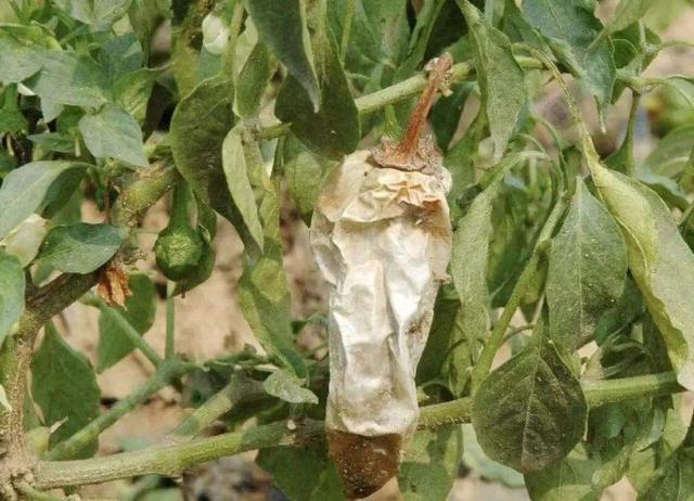 辣椒软腐病怎么防治?_生活常识_小高教学网