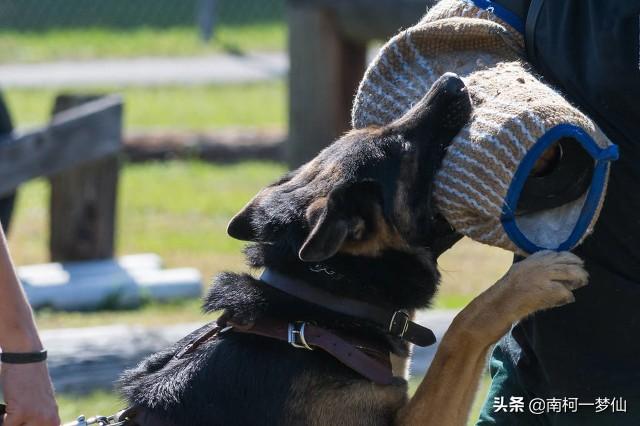 头条问答 狗的哪个部位最脆弱 遇到恶犬扑来 该打它哪里 卫叔知识观的回答 0赞