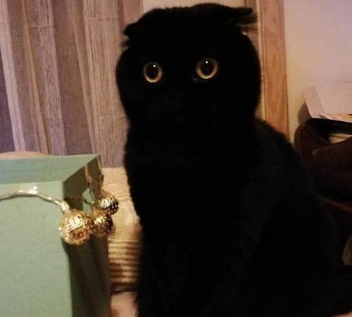 黑色猫咪:黑色猫咪名字 全身黑色的猫是什么品种？
