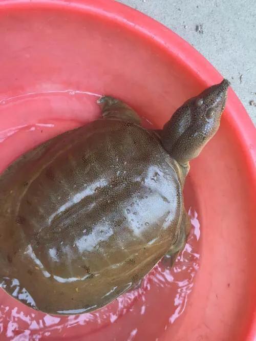 野生甲鱼价值很高,而农村有很多小河流,怎么知道里边有没有甲鱼?