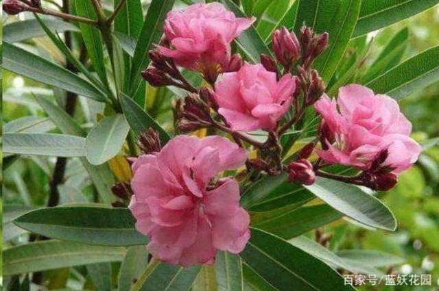 最旺家的六种花草,养花的屋里必须养臭海棠吗？