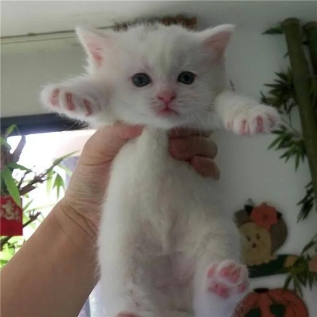 土猫:养一只灰色土猫（不是狸花猫）是一种什么样的体验？ 土猫图片