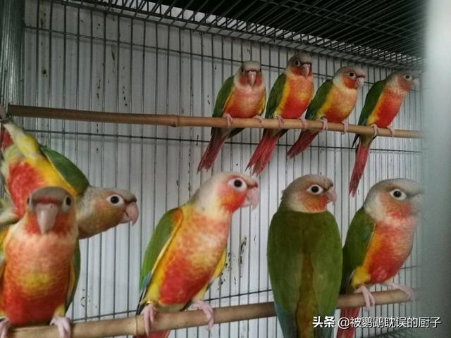鲜红胸鹦鹉价格:1900元买两只鹦鹉小太阳贵吗？