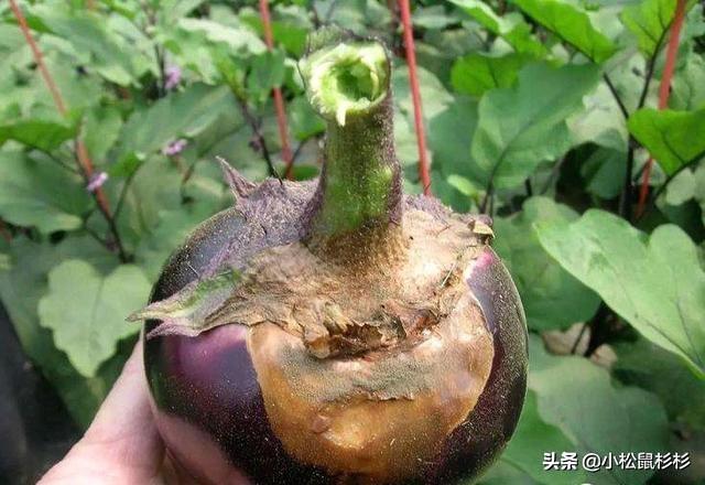 茄子绵疫病,造成果实腐烂,要如何防治呢？