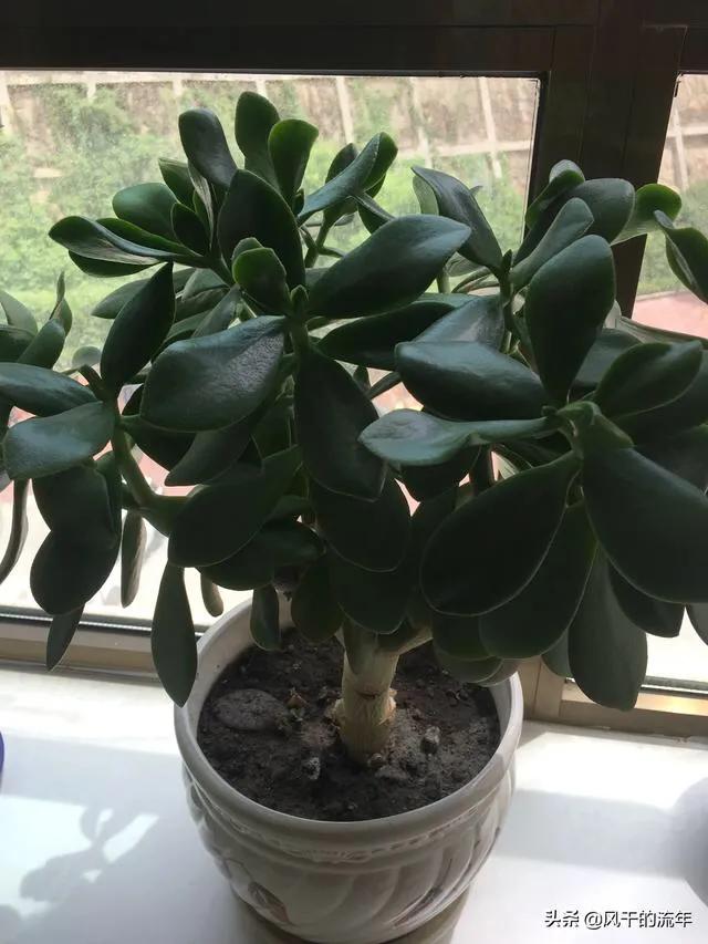 玉树养成盆景的几个技巧，为什么有人养在室内就容易挂掉呢？插图70