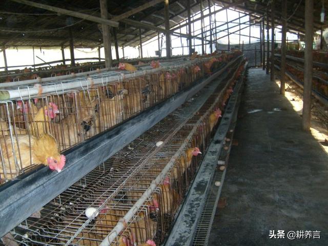 鸡舍环境消毒:鸡舍带鸡消毒用什么药 用生石灰给鸡舍消毒？可以用吗？