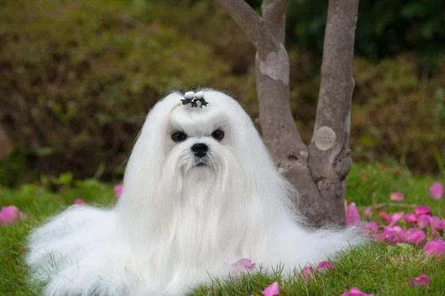 北京犬多少钱一只?:你们会花5000块钱买一只狗么？