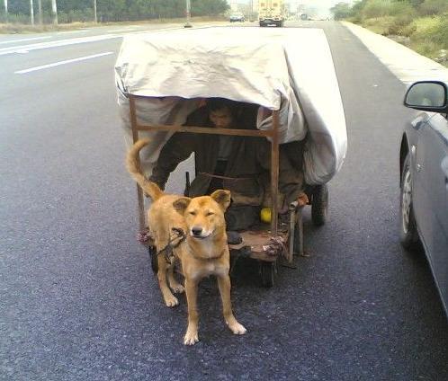 军犬图片:儿不嫌母丑狗不嫌家贫指的是什么？