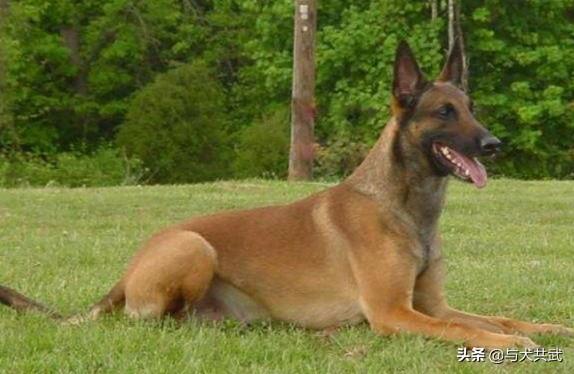 北京马犬警犬:为什么现在越来越少人养马犬？