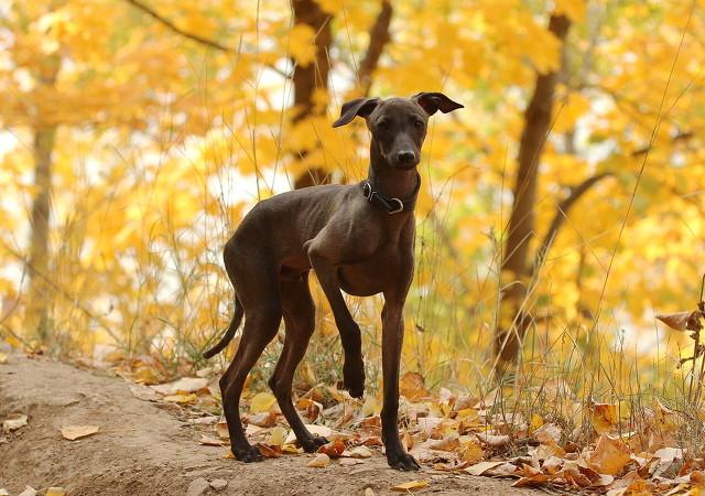 现实中的啸天神犬战斗力最强的狗:在西游记里面舔面这家伙官高？还是哮天犬官高？