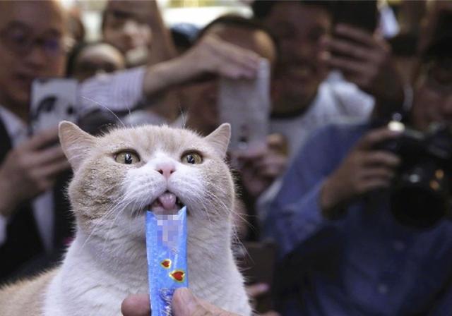 马恩岛猫问答:流浪猫为什么不吃馒头？它不是肚子饿吗？