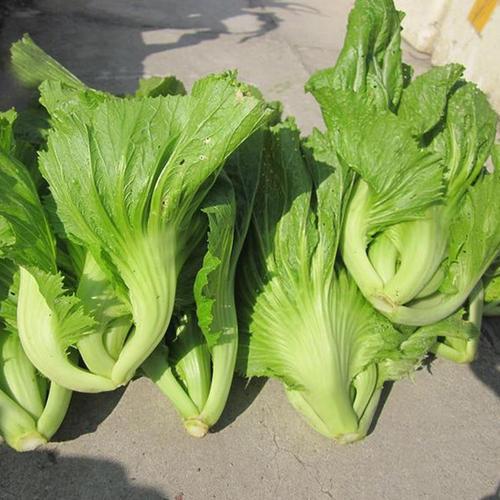 头条问答 - 广东雷州酸菜如何制作?(7个回答)