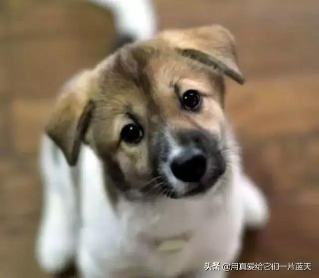 导盲犬珍妮在哭泣:有没有能让人哭的稀里哗啦的电影（死去活来那种）推荐？ 导盲犬珍妮在银行哭泣
