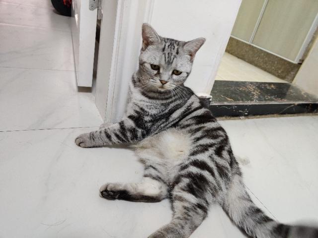 猫叫声:问，有的猫咪叫声好听，有的猫咪叫声不好听什么原因？ 猫叫声 播放