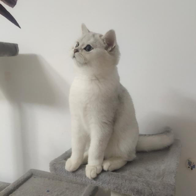 英国短毛猫:为什么现在这么多人养灰色的英国短毛猫？