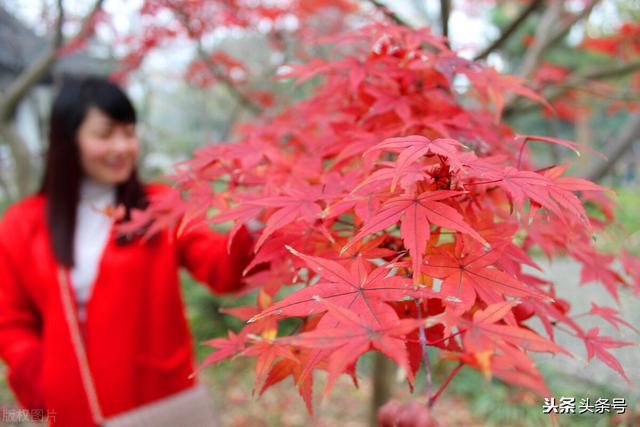 高山金翅雀图片:苏州十大名山中，你最喜欢的是哪一座？