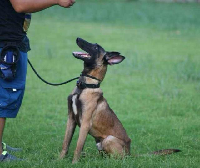 比利时马犬:为什么养“马犬”的人这么少？