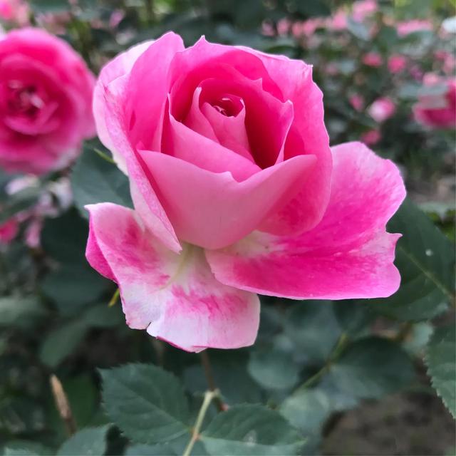 最香的几款月季品种是什么？插图21