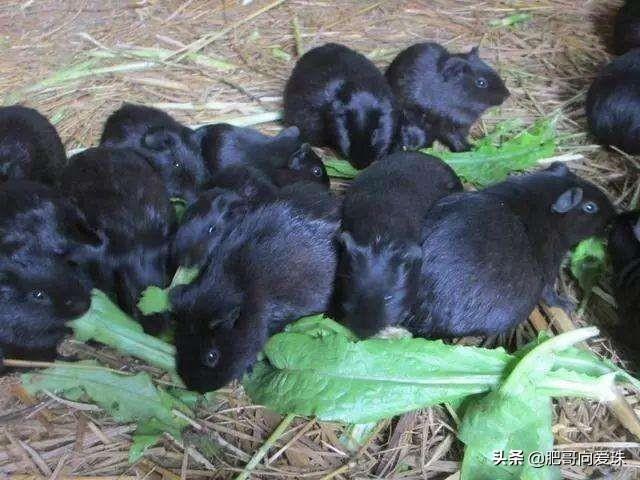 荷兰猪图片多少钱一只:普通荷兰猪多少钱一只图片 黑豚鼠养殖要投多少钱?以200对为基础，忘前辈们指点指点？