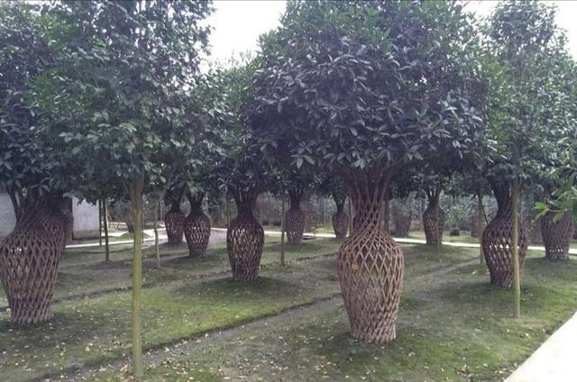 元宝枫图片:元宝枫图片大图 我有十亩地，我想种点风景树，有前景好的品种推荐吗？