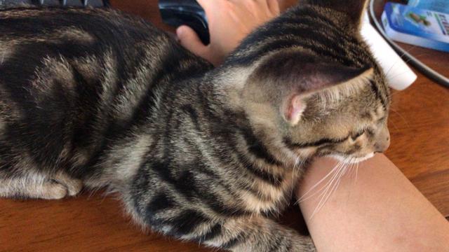 卡尔特猫图片:卡尔特猫价格 1500买了一只猫，身上花纹唬人的很，你们说我买的值不值？